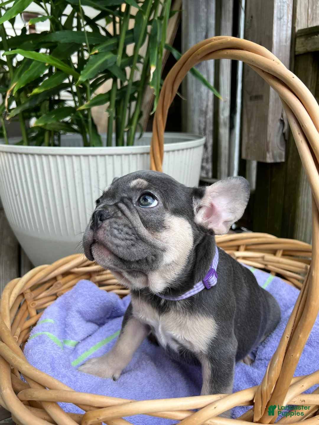 French Bulldog dogs for sale: French Bulldog 1 - Ad 1