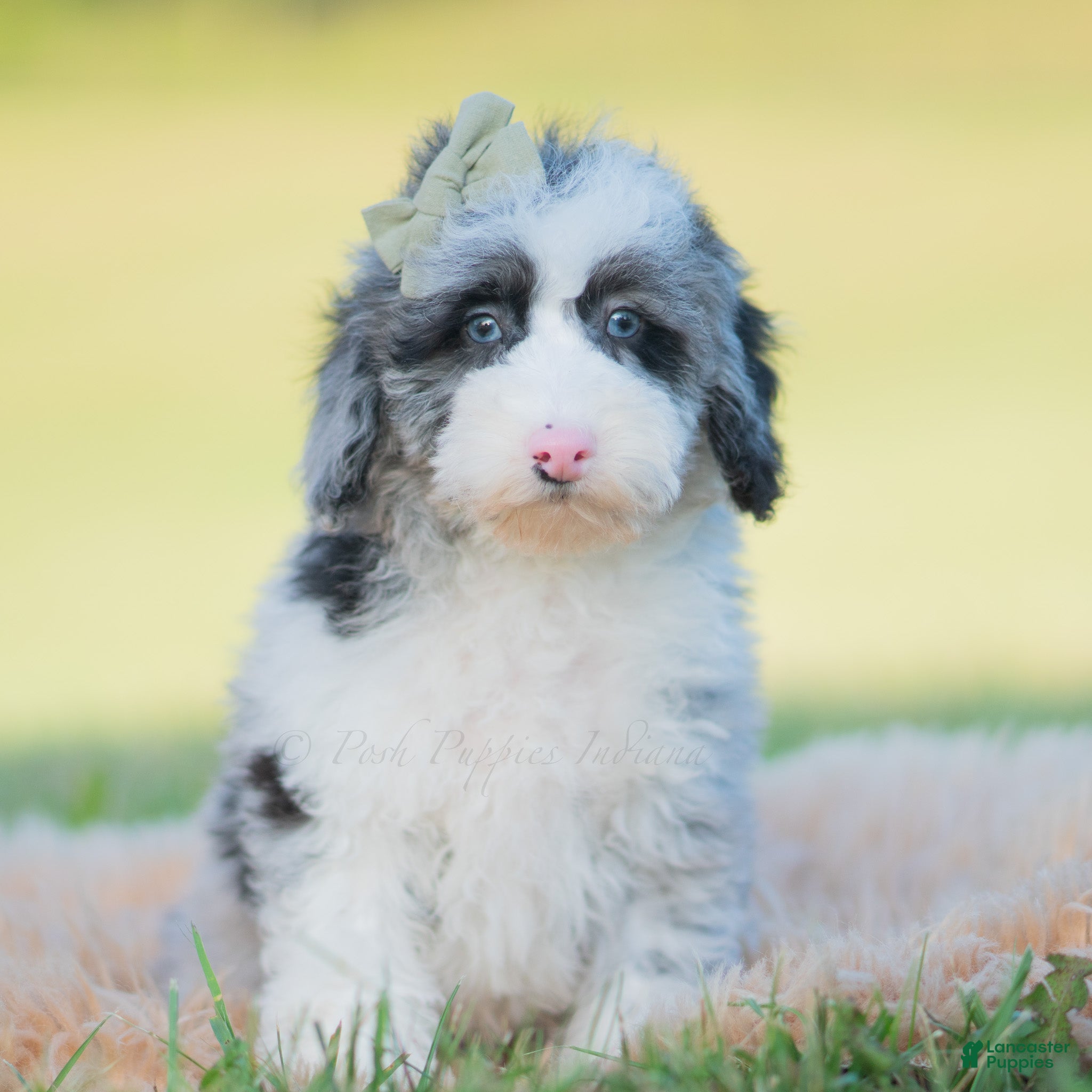 Mini Goldendoodle dogs Whizzer - Ad 16