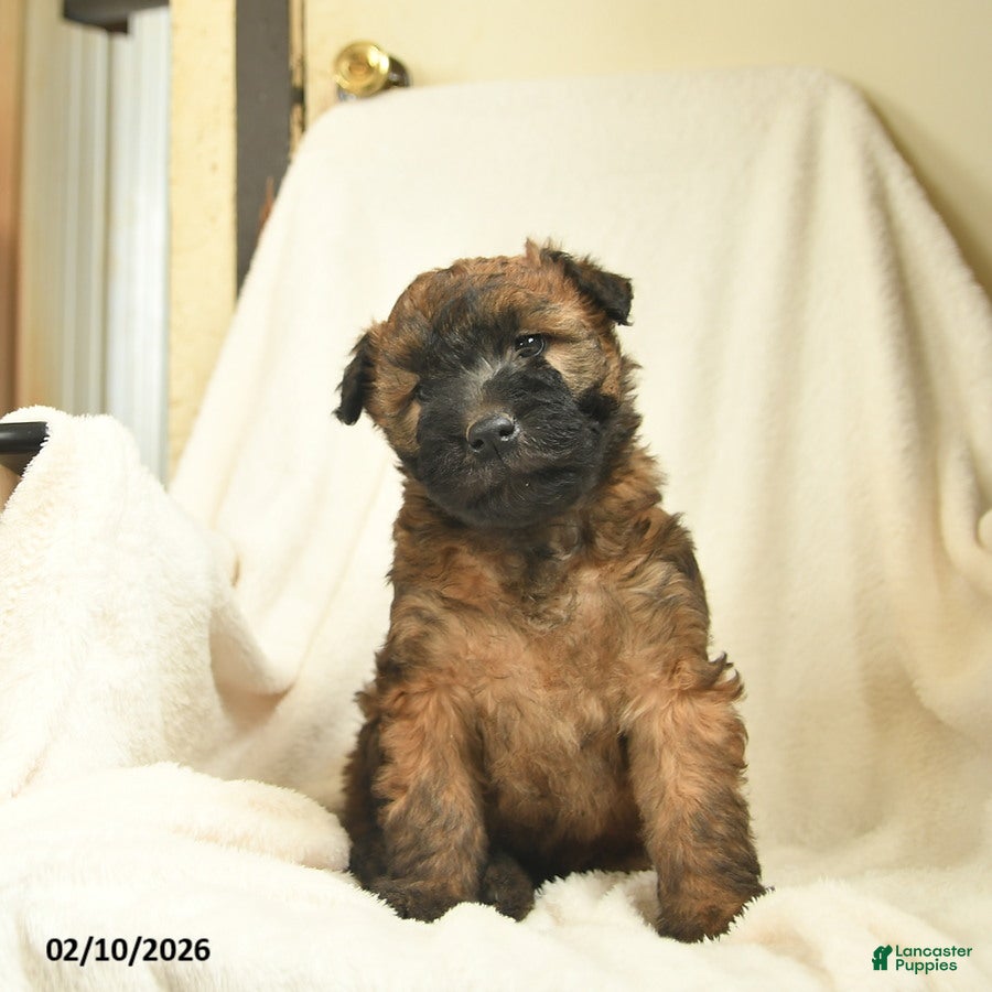 Soft Coated Wheaten Terrier dogs Tessa  - Ad 2
