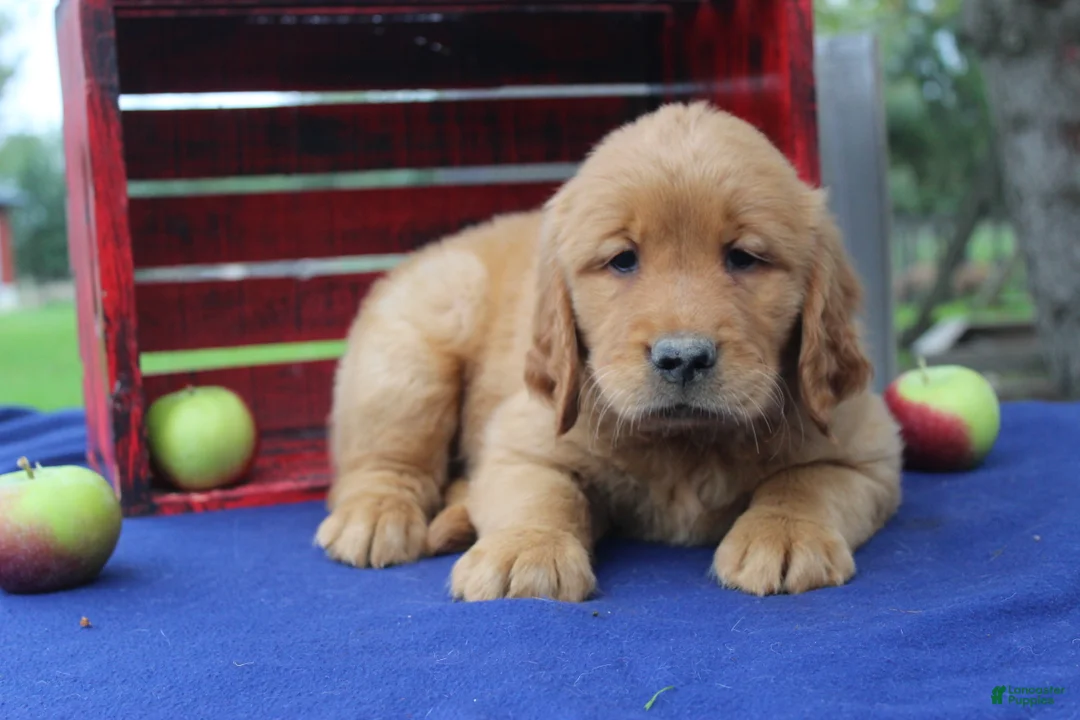 Golden Retriever dogs for sale: S’mores - Ad 2