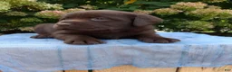 Labrador Retriever dogs for sale: Nash - Ad 7