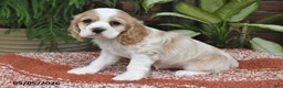 Cocker Spaniel dogs for sale: Dolly - Ad 4