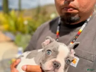 French Bulldog dogs for sale: Dotty - Ad 1
