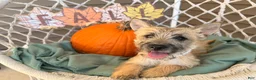 Cairn Terrier dogs for sale: Jenny - Ad 5