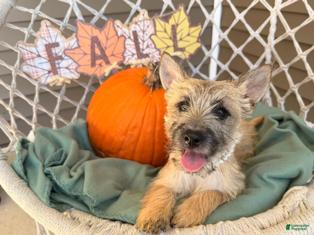 Cairn Terrier dogs for sale: Jenny - Ad 5