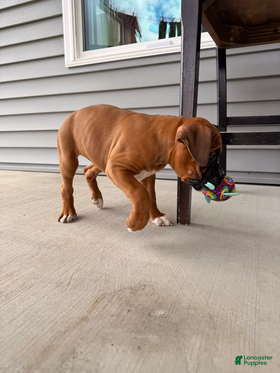 Boxer dogs for sale: Callie - Ad 2