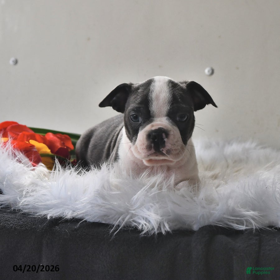 Boston Terrier dogs Winston - Ad 1