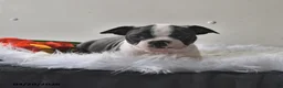 Boston Terrier dogs for sale: Winston - Ad 11