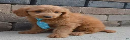 Mini Goldendoodle dogs for sale: Mini Gus - Ad 7