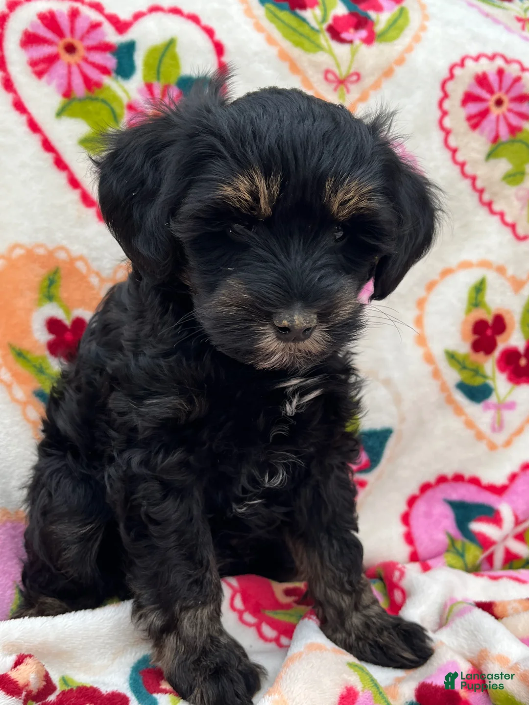 Miniature Schnauzer dogs for sale: Stetson - Ad 1