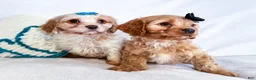 Cavapoo dogs for sale: Kuddles - Ad 10