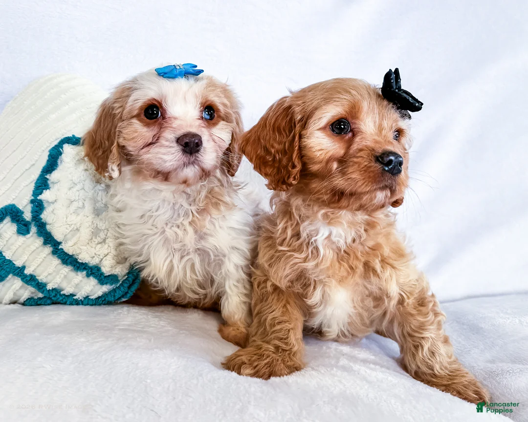 Cavapoo dogs for sale: Kuddles - Ad 10
