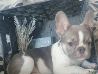 French Bulldog dogs Hope - Ad 20