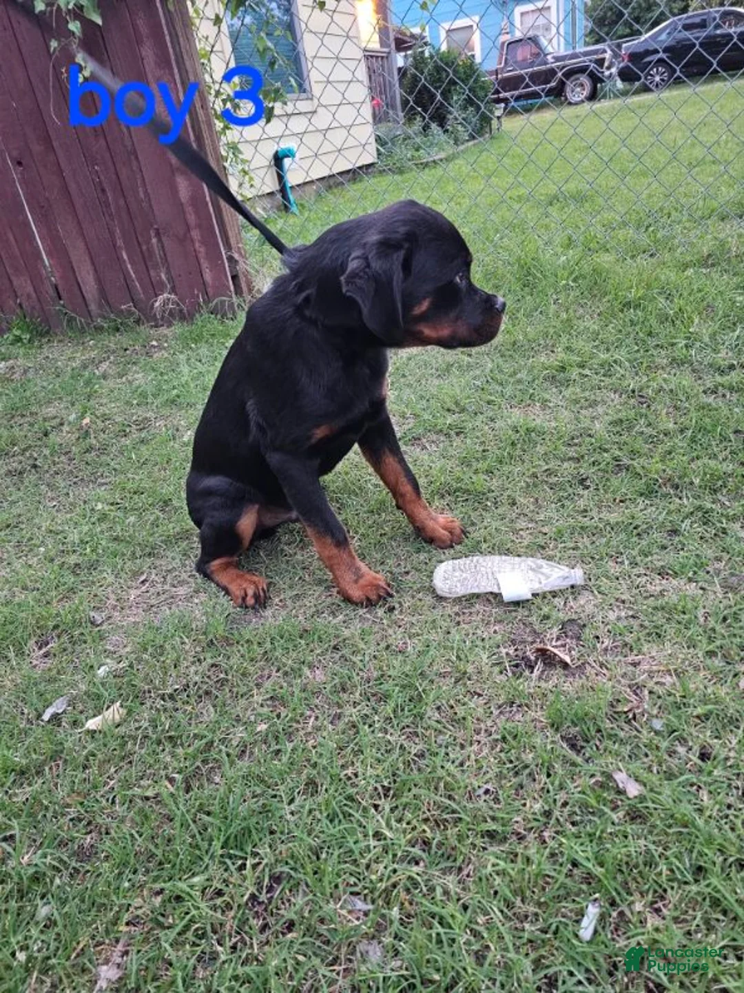 Rottweiler dogs for sale: Rottweiler Puppy 1 - Ad 2
