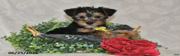 Yorkshire Terrier dogs for sale: Dylan - Ad 5