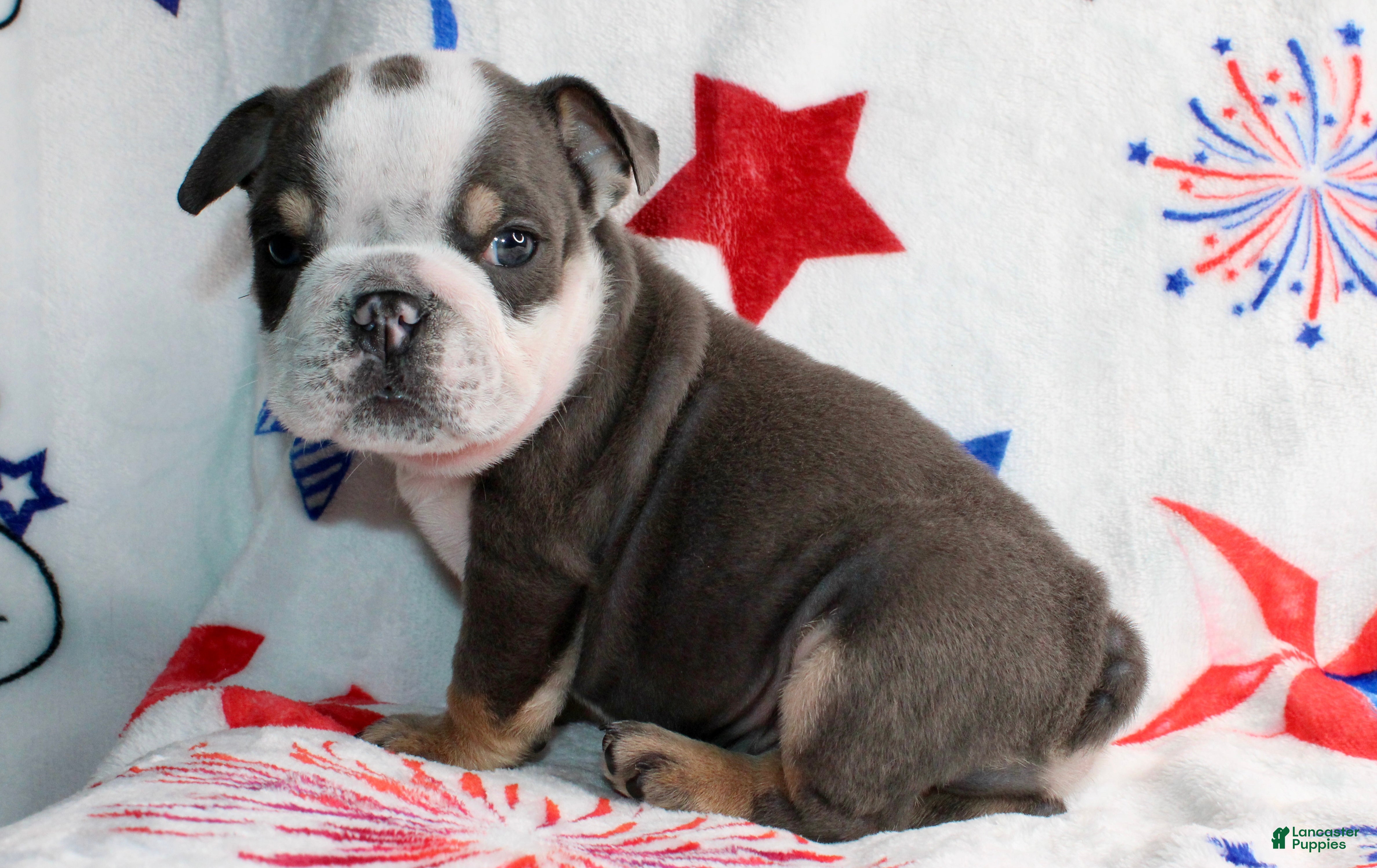 English Bulldog dogs Spud - Ad 27