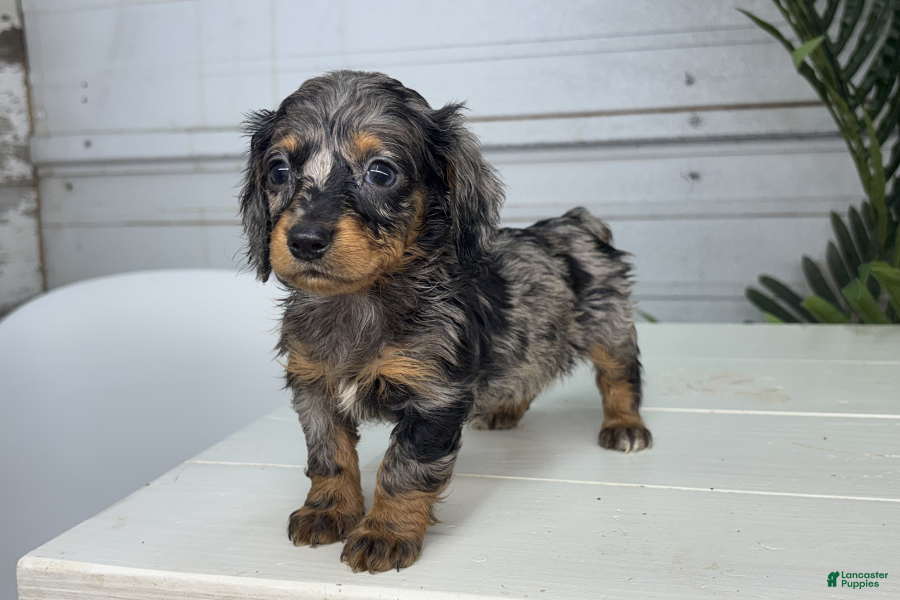Miniature Dachshund dogs for sale: Gina - Ad 1