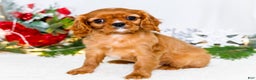 Cavalier King Charles Spaniel dogs for sale: Joy - Ad 6