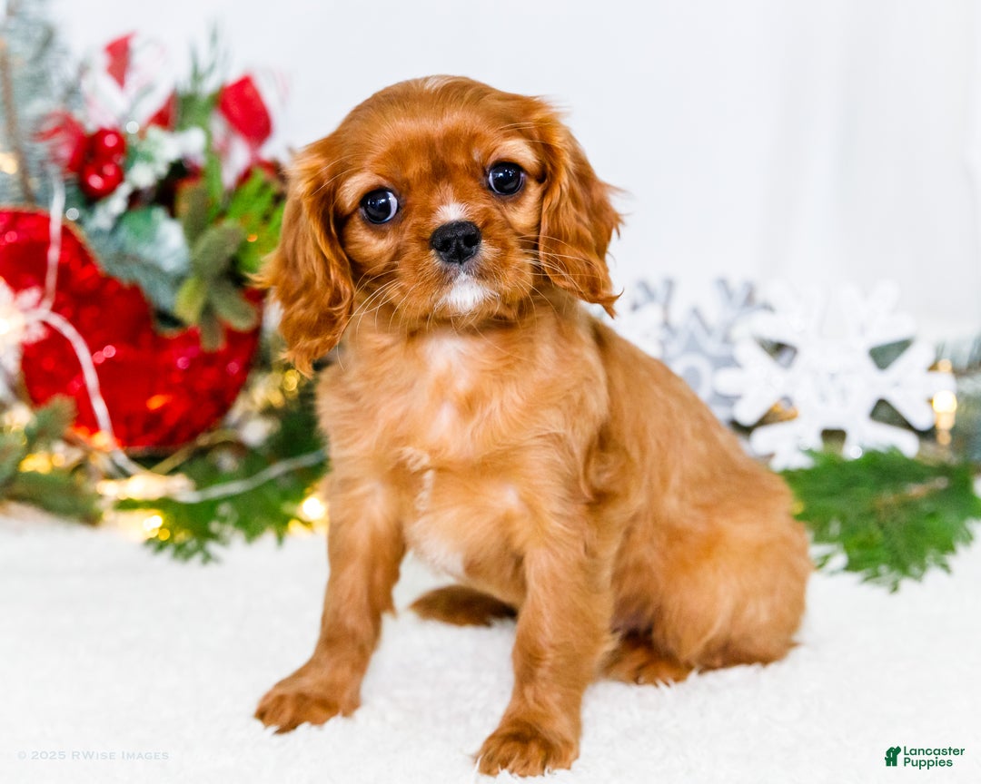 Cavalier King Charles Spaniel dogs for sale: Joy - Ad 6