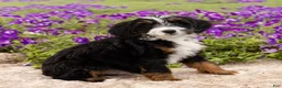 Mini Bernedoodle dogs for sale: Duke - Ad 2