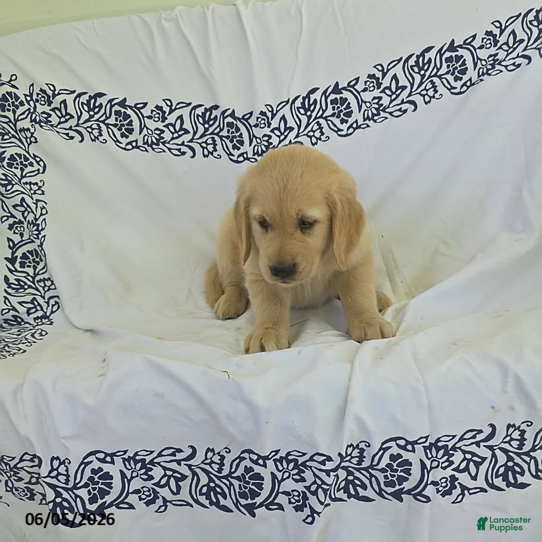 Golden Retriever dogs for sale: Bear - Ad 2