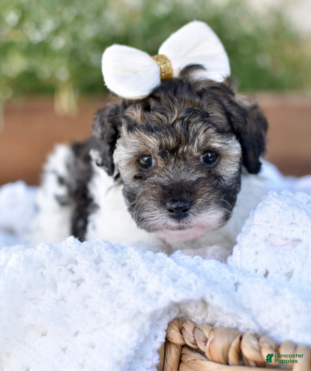 Miniature Poodle dogs for sale: Daisy - Ad 5