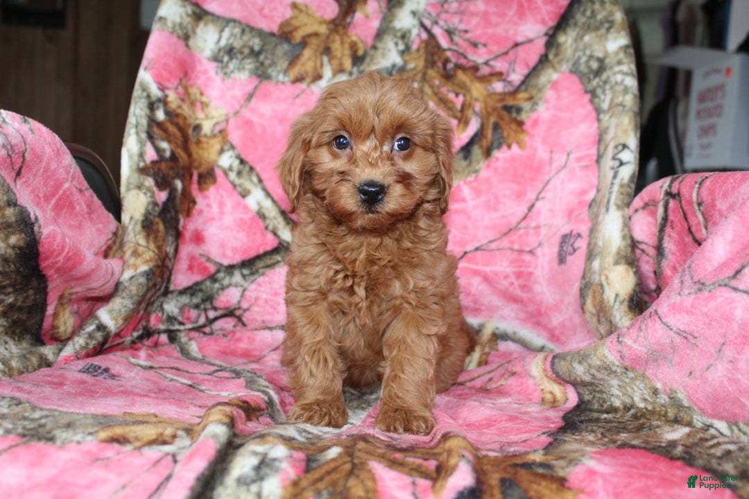 Mini Goldendoodle dogs for sale: Gret - Ad 3