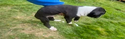 Mixed Breed dogs for sale: Mixed Breed 3 - Ad 2