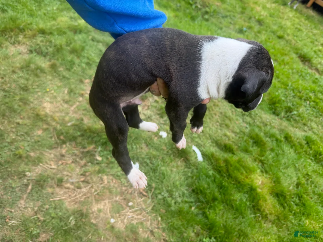 Mixed Breed dogs for sale: Mixed Breed 3 - Ad 2