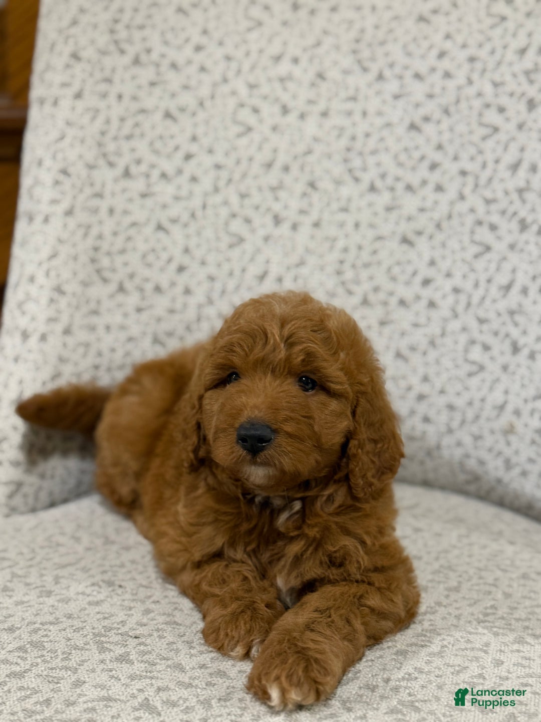 Goldendoodle dogs for sale: Pearl - Ad 2