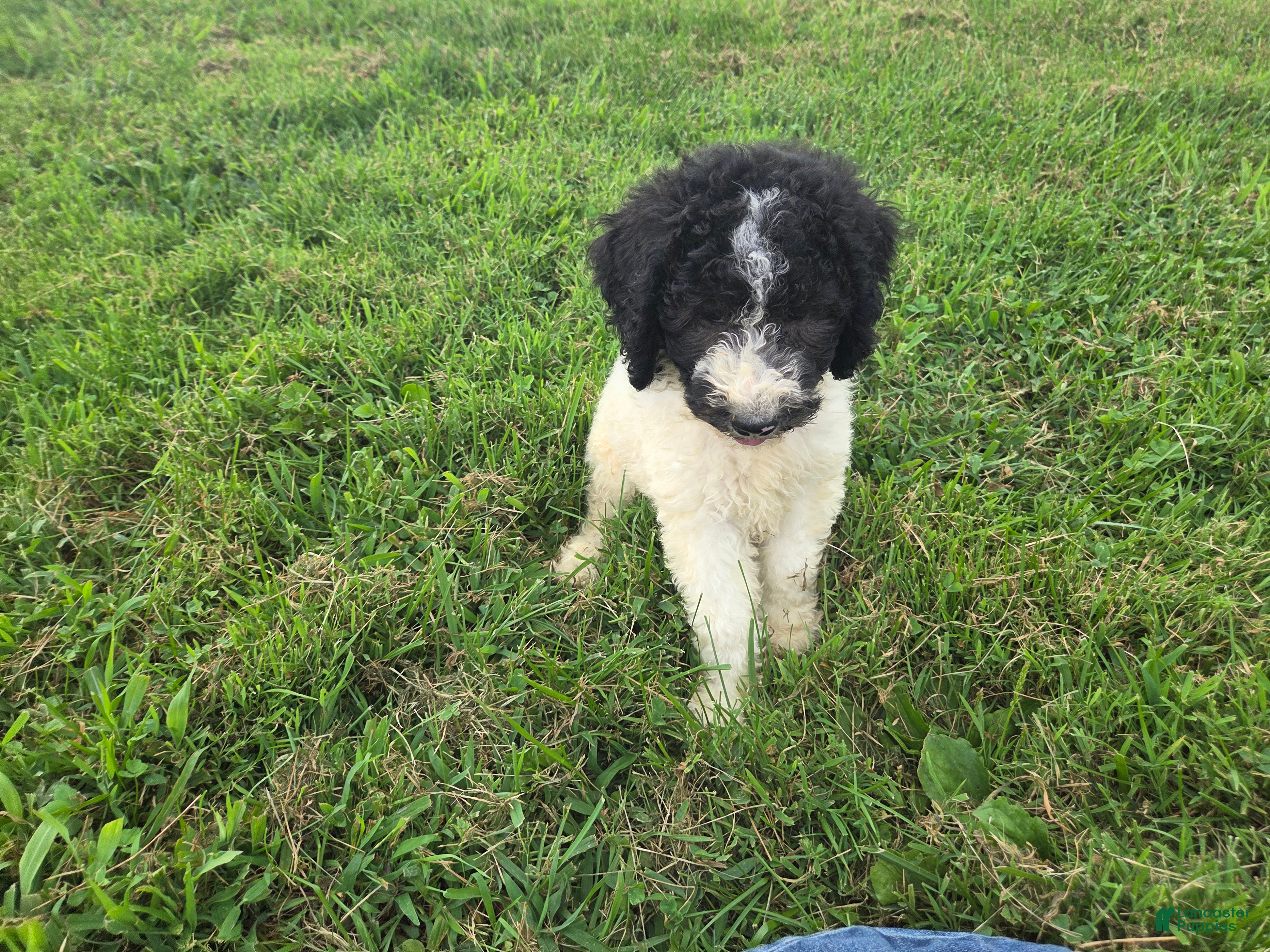 Aussiedoodle dogs Shep - Ad 2
