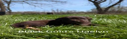 Newfoundland dogs for sale: Haelyn - Ad 5