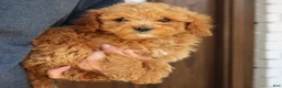 Mini Goldendoodle dogs for sale: Gavin  - Ad 4