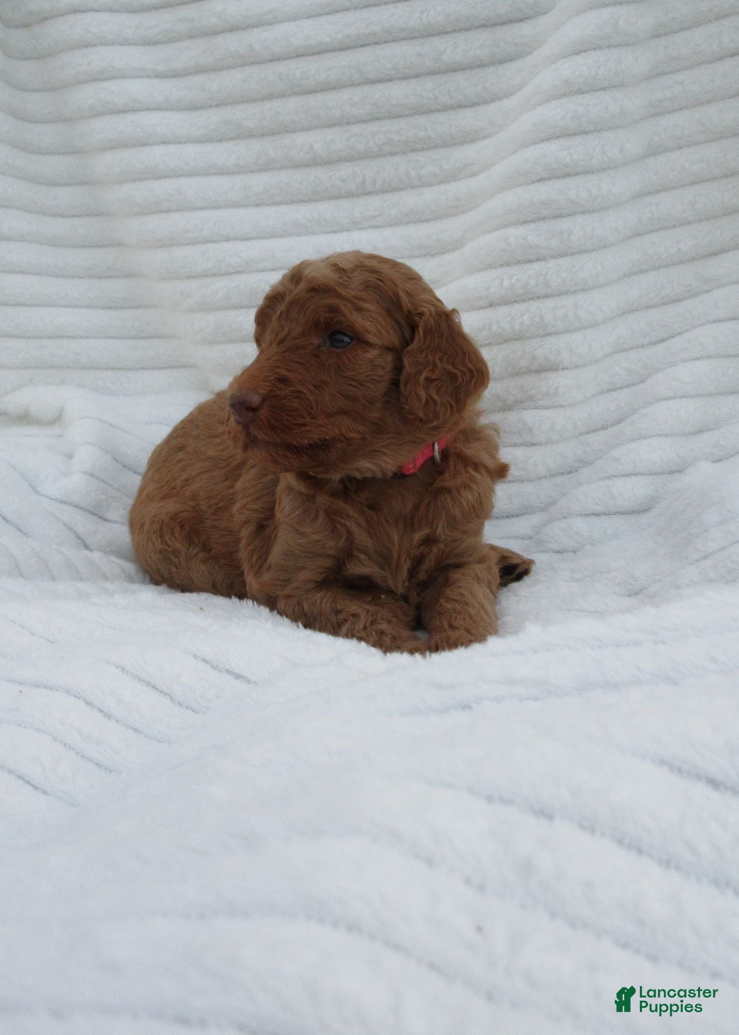 Goldendoodle dogs Lavender - Ad 2