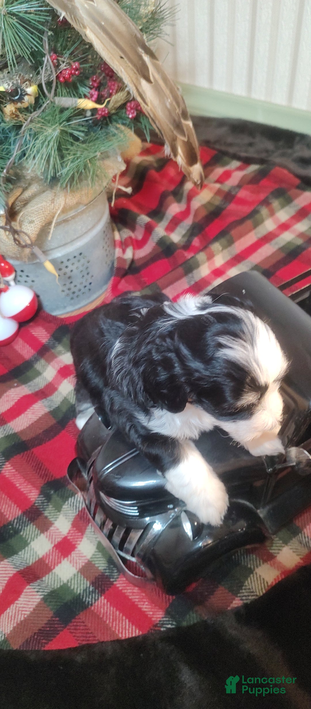 Mini Sheepadoodle dogs for sale: Beau  - Ad 6