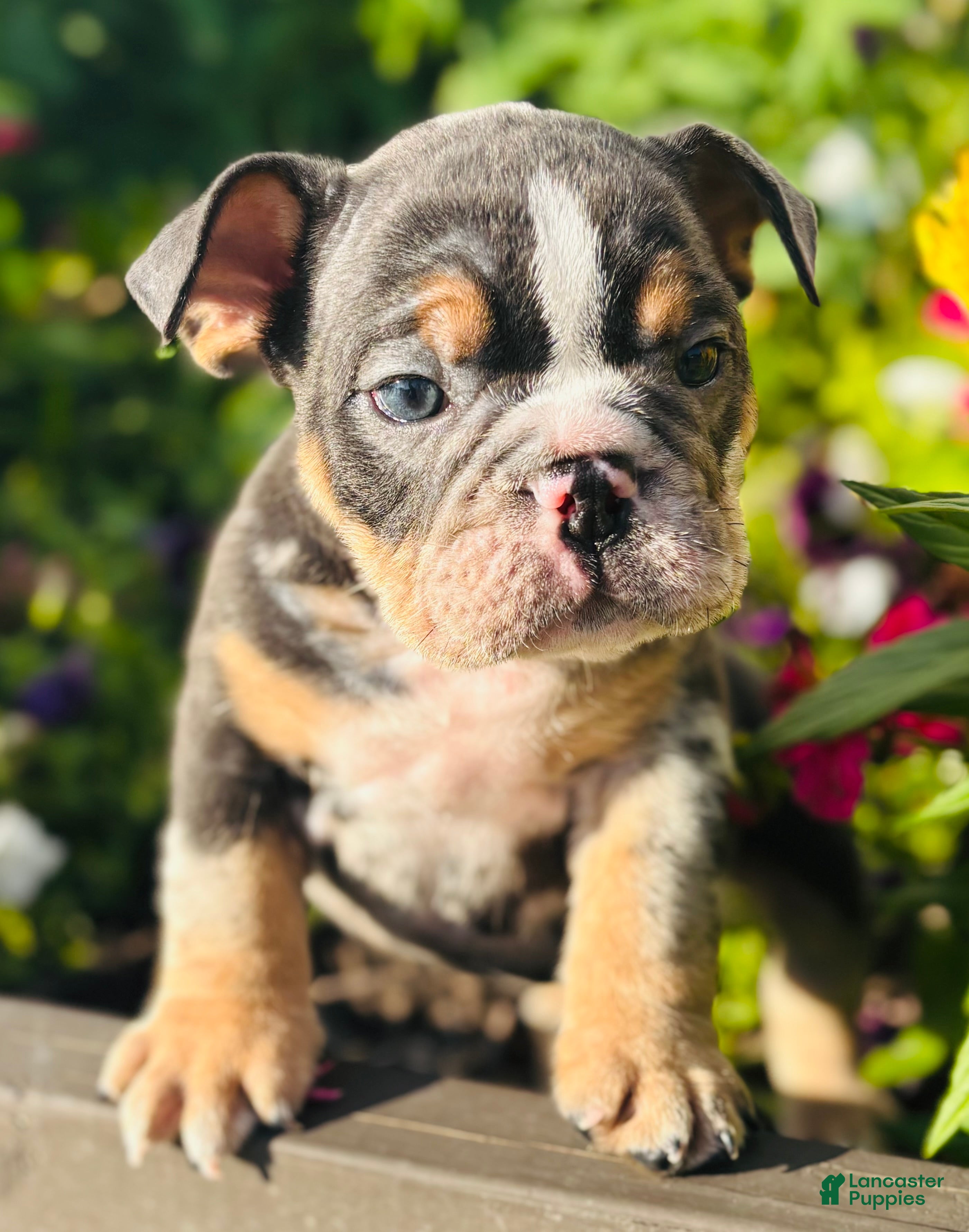 English Bulldog dogs Blue - 73706 - Ad 1