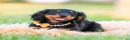 Miniature Dachshund dogs for sale: Domino - Ad 7