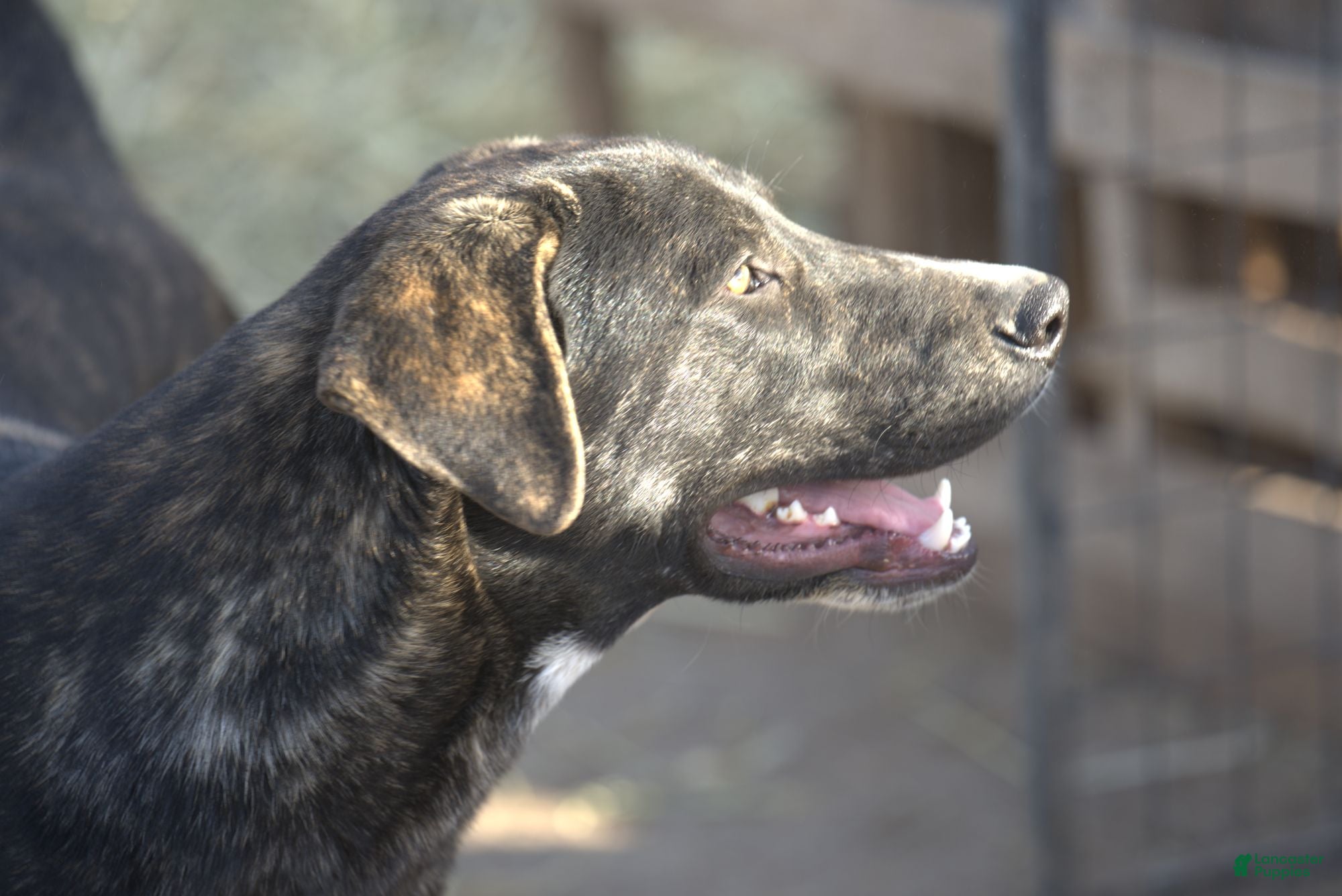 Mixed Breed dogs Bear Tiscar Farm Dog - Ad 5