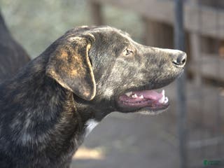 Mixed Breed dogs Bear Tiscar Farm Dog - Ad 3