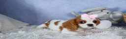 Cavalier King Charles Spaniel dogs for sale: Patsy - Ad 15