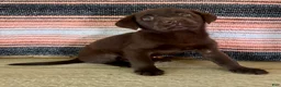 Labrador Retriever dogs for sale: Cloe  - Ad 10