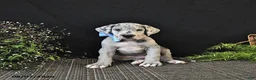 Great Dane dogs for sale: Bo  - Ad 4