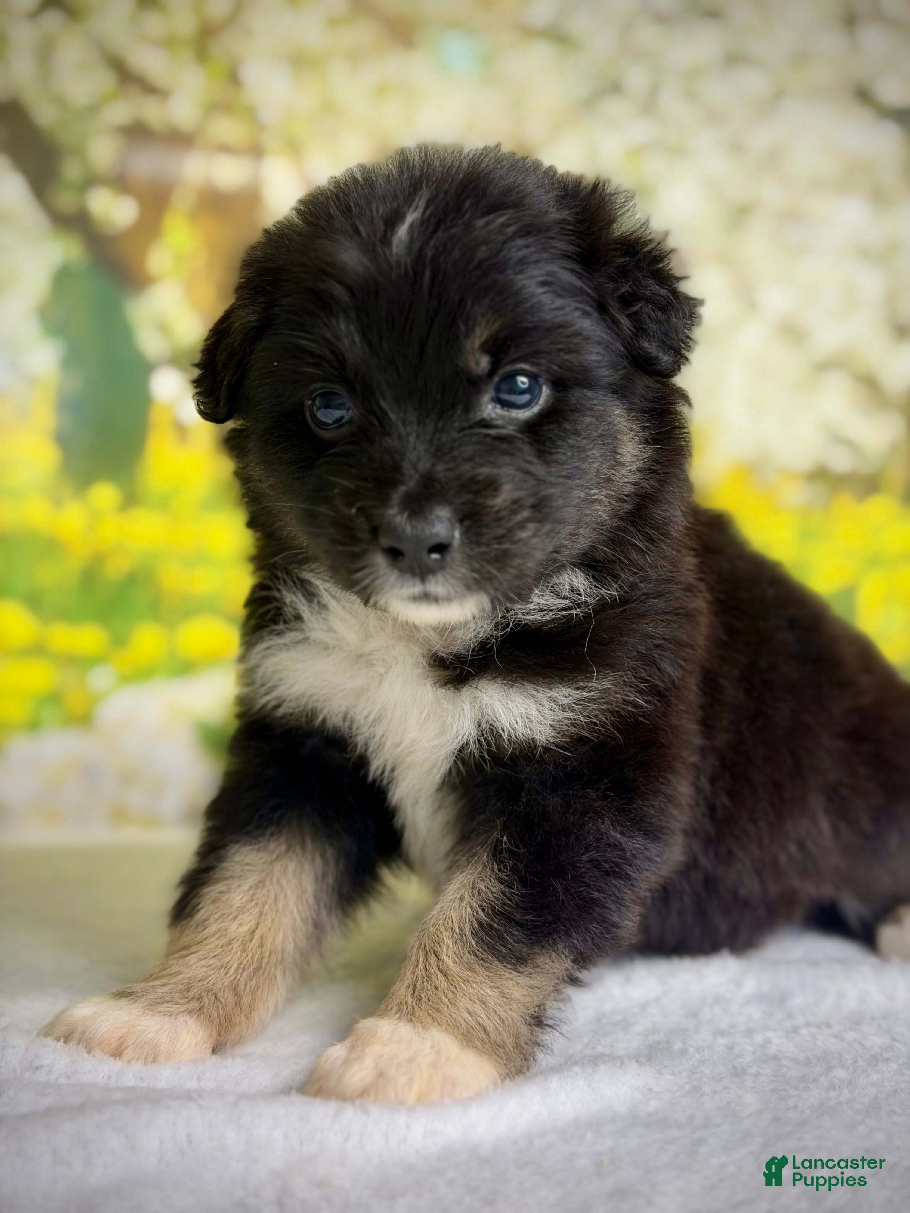 Australian Shepherd dogs Australian Shepherd Puppy 4 - Ad 1