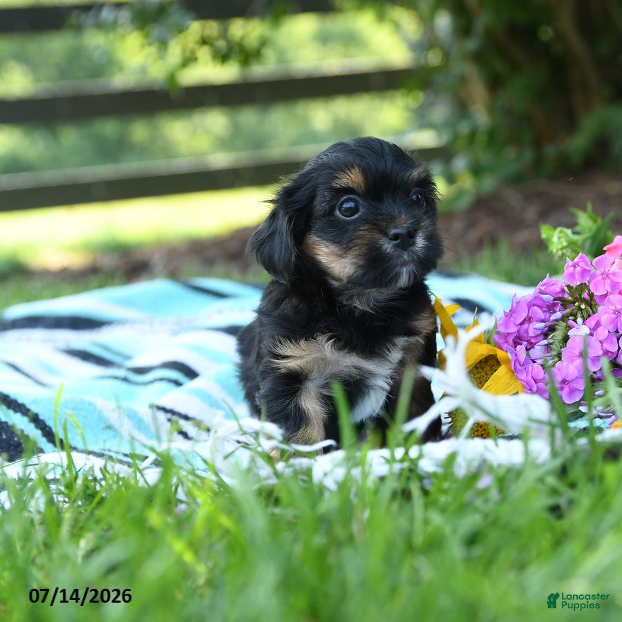 Mixed Breed dogs for sale: Major - Ad 2