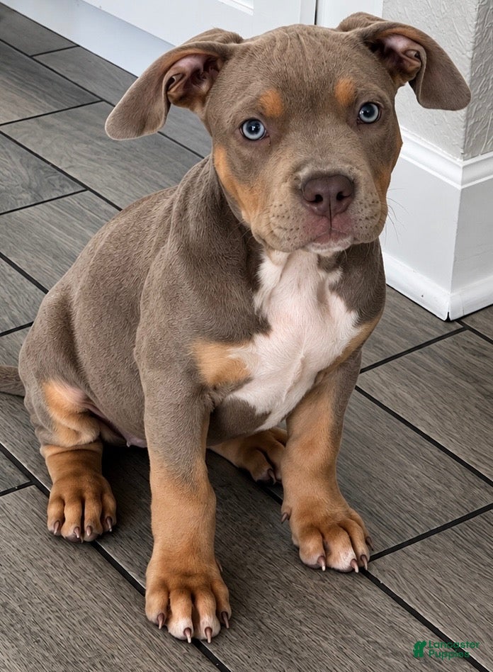 American Bully dogs American Bully 1 - Ad 1