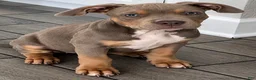American Bully dogs for sale: American Bully 1 - Ad 1