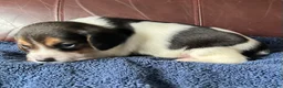 Beagle dogs for sale: Beagle 3 - Ad 5