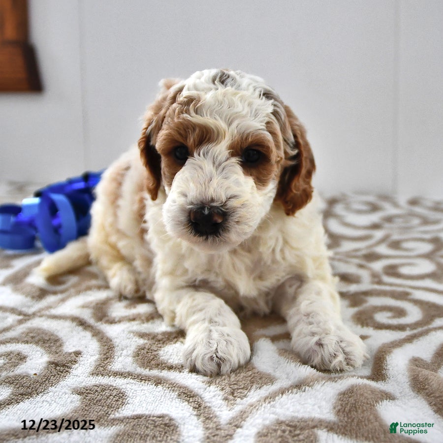 Mini Goldendoodle dogs Fletcher - Ad 30