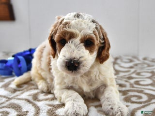 Mini Goldendoodle dogs Fletcher - Ad 30