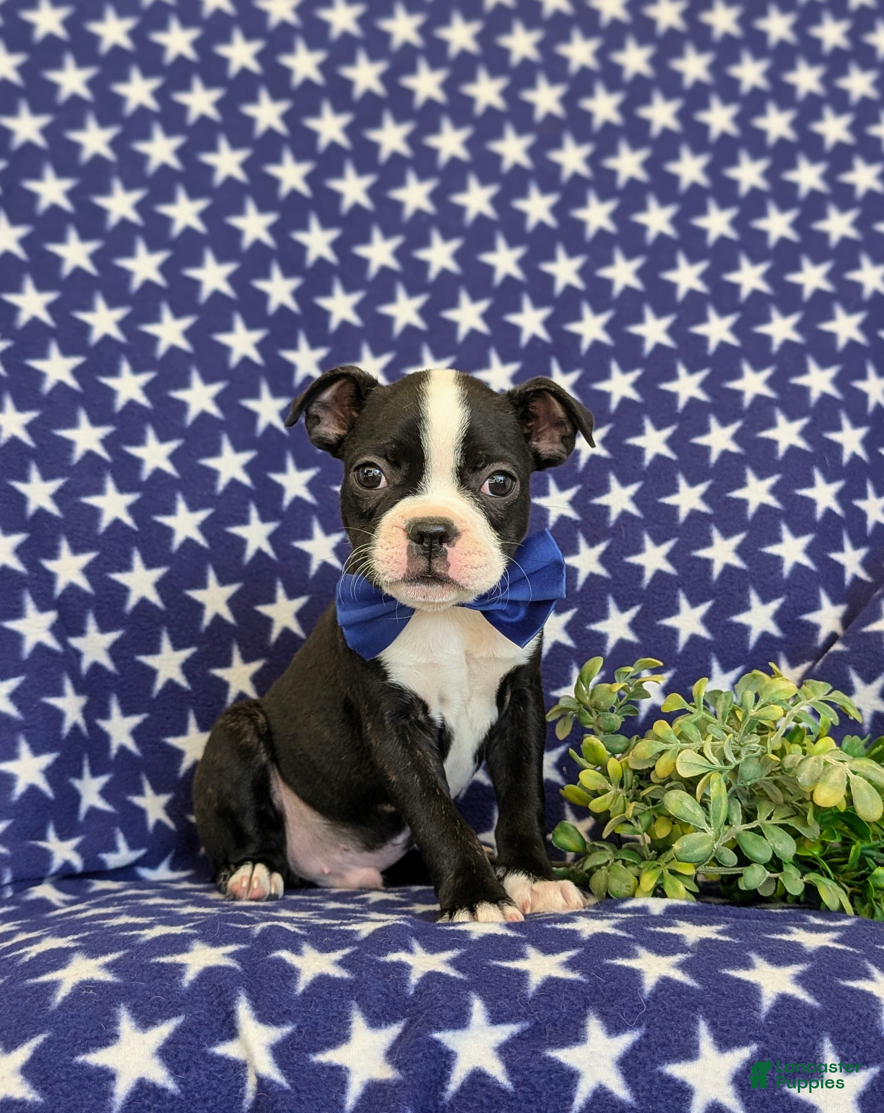 Boston Terrier dogs Presley - Ad 1